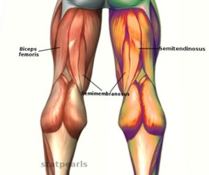hamstring musclesA 300x251 1